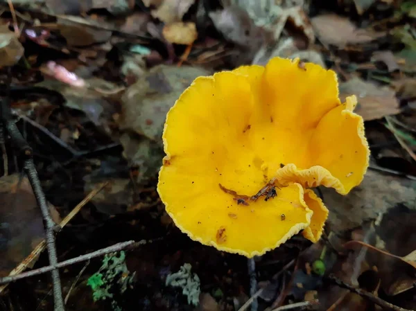 Chanterelle Paddenstoelen Groeien Het Bos Eetbare Paddenstoelen — Stockfoto