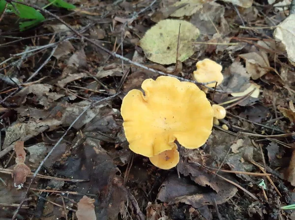 香菇生长在森林里 食用蘑菇 — 图库照片