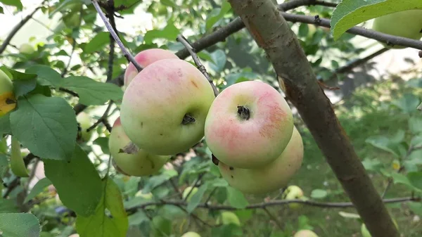 Jabłka Rosną Gałęzi Jabłoni Jabłka Żniwne — Zdjęcie stockowe