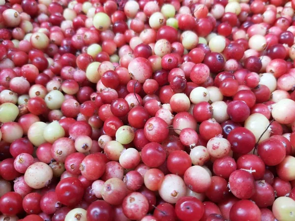 Arándano Cosechando Arándanos Para Invierno Bayas Arándanos Maduran — Foto de Stock