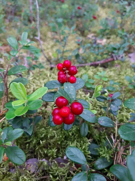 Preiselbeeren Wachsen Wald Preiselbeeren Büsche Und Blätter Der Preiselbeere Selektiver — Stockfoto