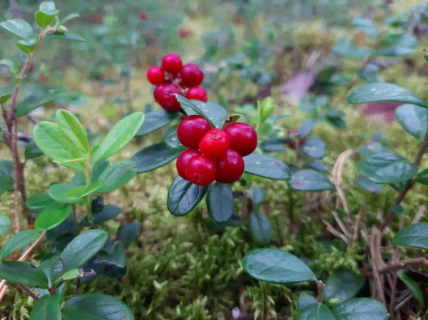 Preiselbeeren Wachsen Wald Preiselbeeren Büsche Und Blätter Der Preiselbeere Selektiver — Stockfoto