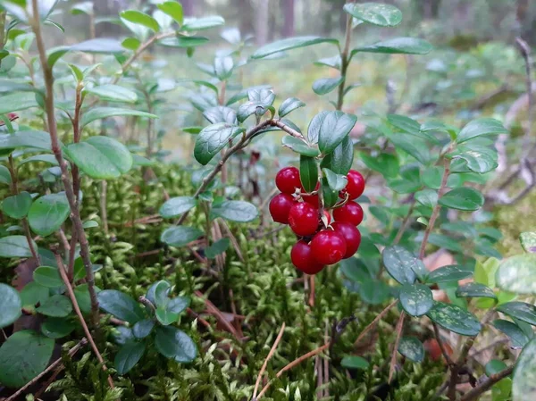 Lingonberry Che Cresce Nella Foresta Bacche Mirtillo Rosso Cespugli Foglie — Foto Stock