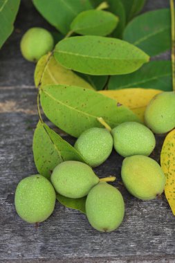 Yeşil kabuklu bir ağaçtan koparılmış cevizler. Ceviz hasadı. Seçici odaklanma. Makro.