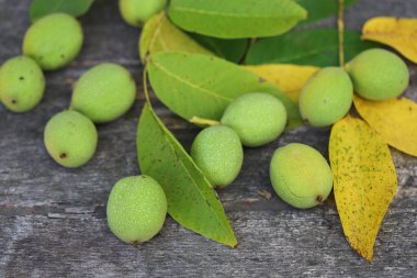 Yeşil kabuklu bir ağaçtan koparılmış cevizler. Ceviz hasadı. Seçici odaklanma. Makro.