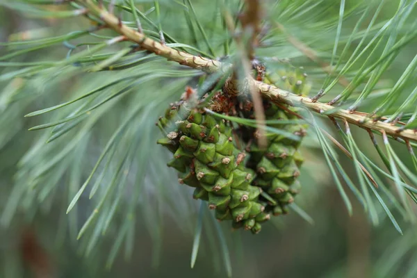 Rami Albero Natale Coni Abete Sui Rami Concentrazione Selettiva Macro — Foto Stock