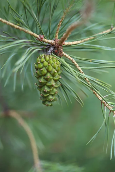 Julgransgrenar Kottarna Grenarna Selektivt Fokus Makro — Stockfoto