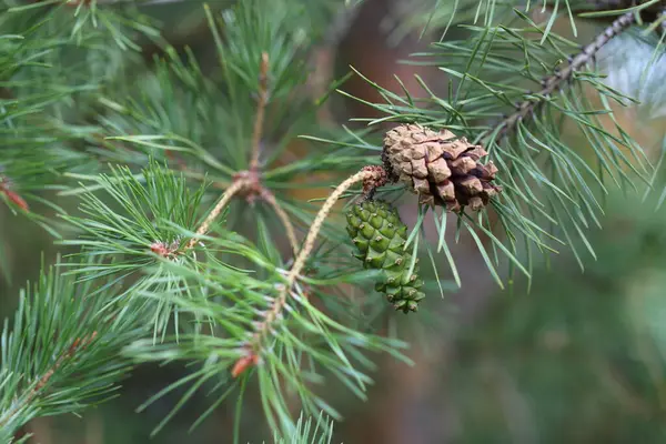 Christmas Tree Branches Fir Cones Branches Selective Focus Macro — Stock Photo, Image