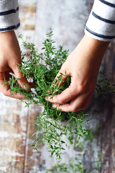 Kadın elleri kekik dalını bir tencerede tutuyor. Kokulu bitkiler tencerede yetişir. Seçici odaklanma. Makro.