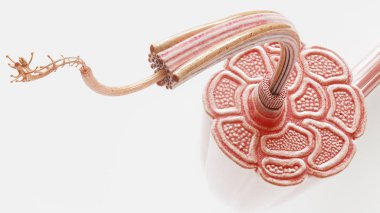 Görünür kas liflerine sahip bir kasın çapraz kesiti - anatomik olarak düzeltilebilir- 3d oluşturma