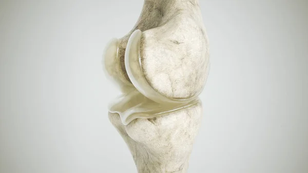 Healthy knee without osteoarthritis - Position 1 - lateral - 3D Rendering — Stock Photo, Image