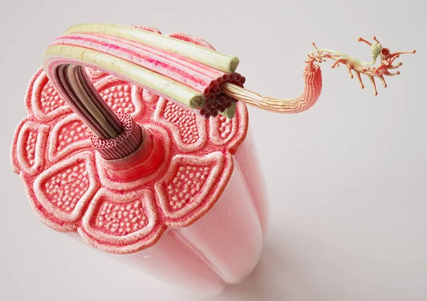 Görünür kas liflerine sahip bir kasın çapraz kesiti - anatomik olarak düzeltilebilir- 3d oluşturma