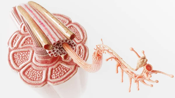 보이는 근섬유 - 해부학적으로 교정하는 3D 렌더링 - 가 있는 근육을 통과하는 단면도 — 스톡 사진