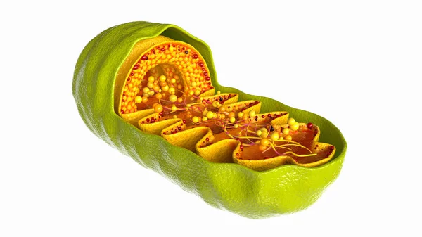 Beyaz arkaplanda Mitokondri hücresi - 3d Hazırlama