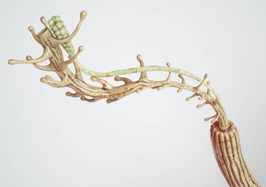 Görünür kas liflerine sahip bir kasın çapraz kesiti - anatomik olarak düzeltilebilir- 3d oluşturma