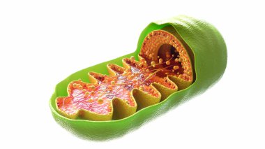 Beyaz arkaplanda Mitokondri hücresi - 3d Hazırlama