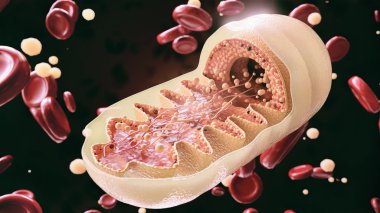 mitochondria cell in close-up - 3D Rendering clipart