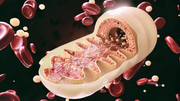 Mitochondrienzelle in Nahaufnahme - 3D-Rendering — Stockfoto