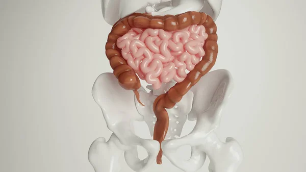 Órgãos digestivos humanos - renderização 3d — Fotografia de Stock