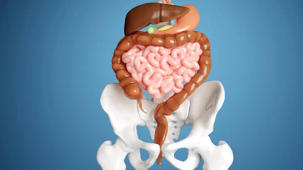 Lidské trávicí orgány s modrým pozadím- 3D vykreslování — Stock fotografie