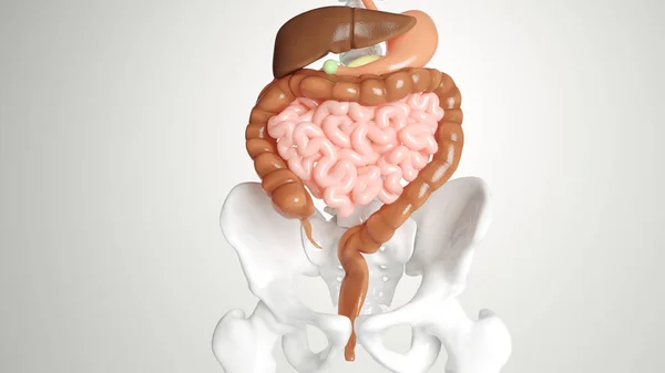 Órgãos digestivos humanos - renderização 3d — Fotografia de Stock
