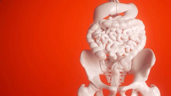 Órganos digestivos humanos en blanco sobre fondo rojo - representación 3d — Foto de Stock