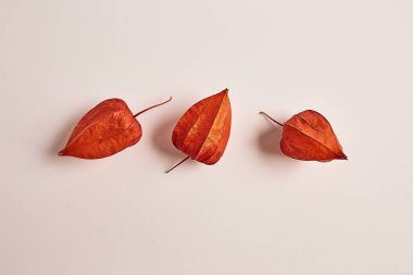 Beyaz arkaplanda Physalis çiçekleri