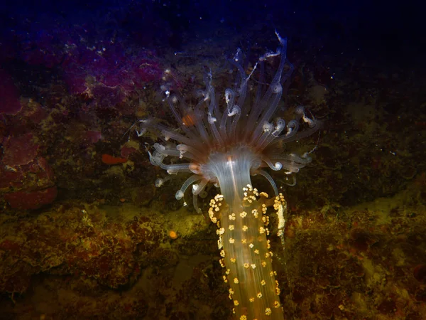 Detalj av actinia, havsanemon i Medelhavet — Stockfoto