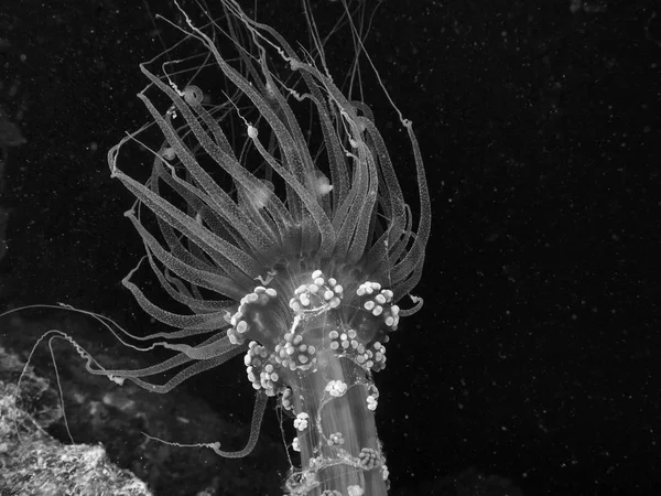 Detail of actinia, sea anemone in mediterranean sea