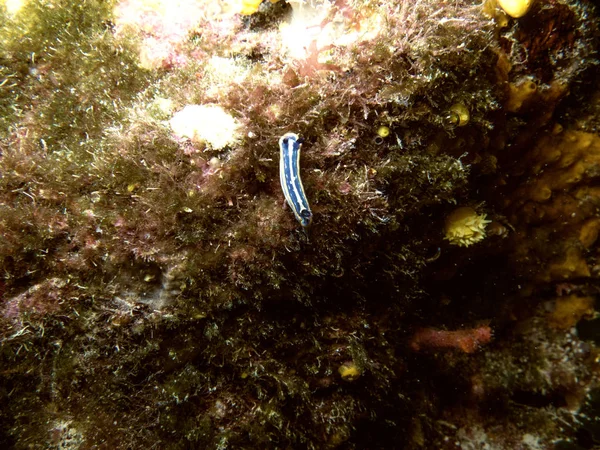 Nudibranch Subaquático Mar Mediterrâneo — Fotografia de Stock