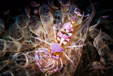 Hayalet karides sualtı deniz