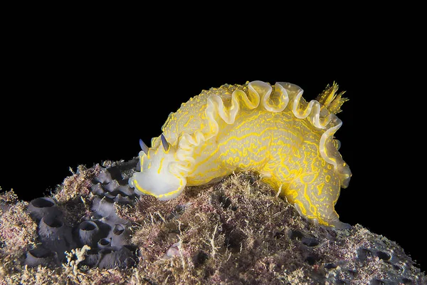 Nudibranch Doride Coral Subaquático Oceano — Fotografia de Stock