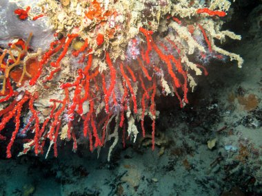 Akdeniz mercan resif sualtı deniz