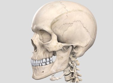 İnsan kafatası, 3d çizim.