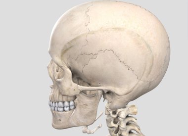 İnsan kafatası, 3d çizim.