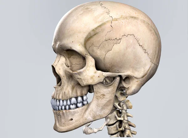 人間の頭蓋骨は イラストレーション — ストック写真