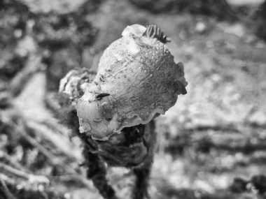 Omurgasızını su altında Akdeniz