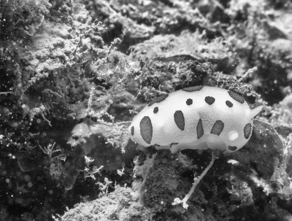 Nudibranch Subaquático Mar Mediterrâneo — Fotografia de Stock
