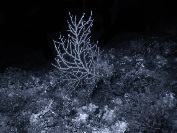 Recifes Coral Subaquático Mar Mediterrâneo — Fotografia de Stock