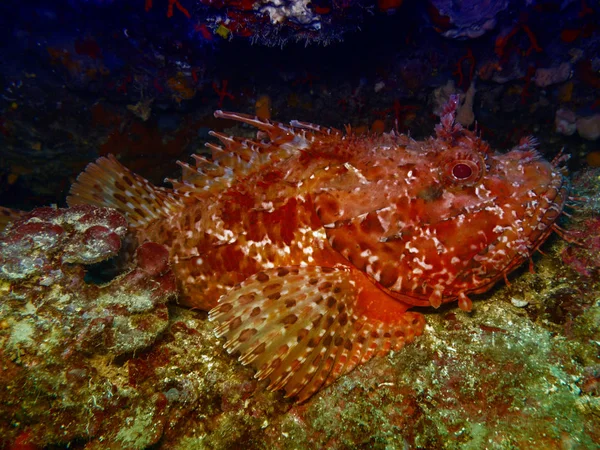 Peixe Mau Subaquático Mar Mediterrâneo — Fotografia de Stock