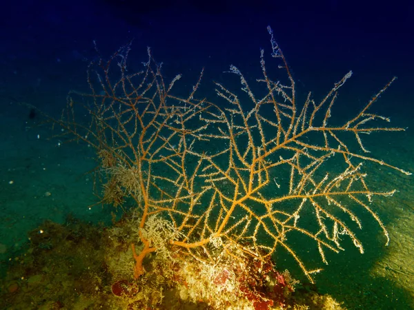 Close Vida Subaquática Corais Oceano — Fotografia de Stock