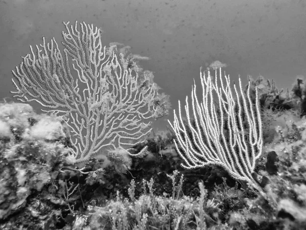 Gorgonianos Bonitos Debaixo Água Mar — Fotografia de Stock