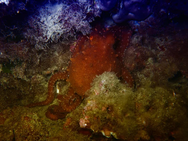 Octopus, submarine animal usually hides among the boulders.