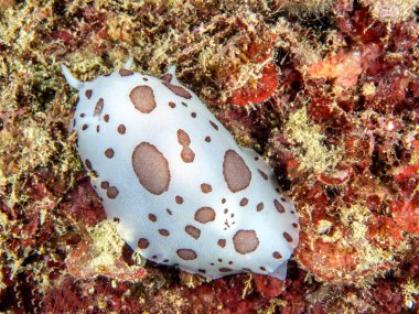Discodoris atromaculata