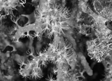 Akdeniz resifinde Kızıl Mercan