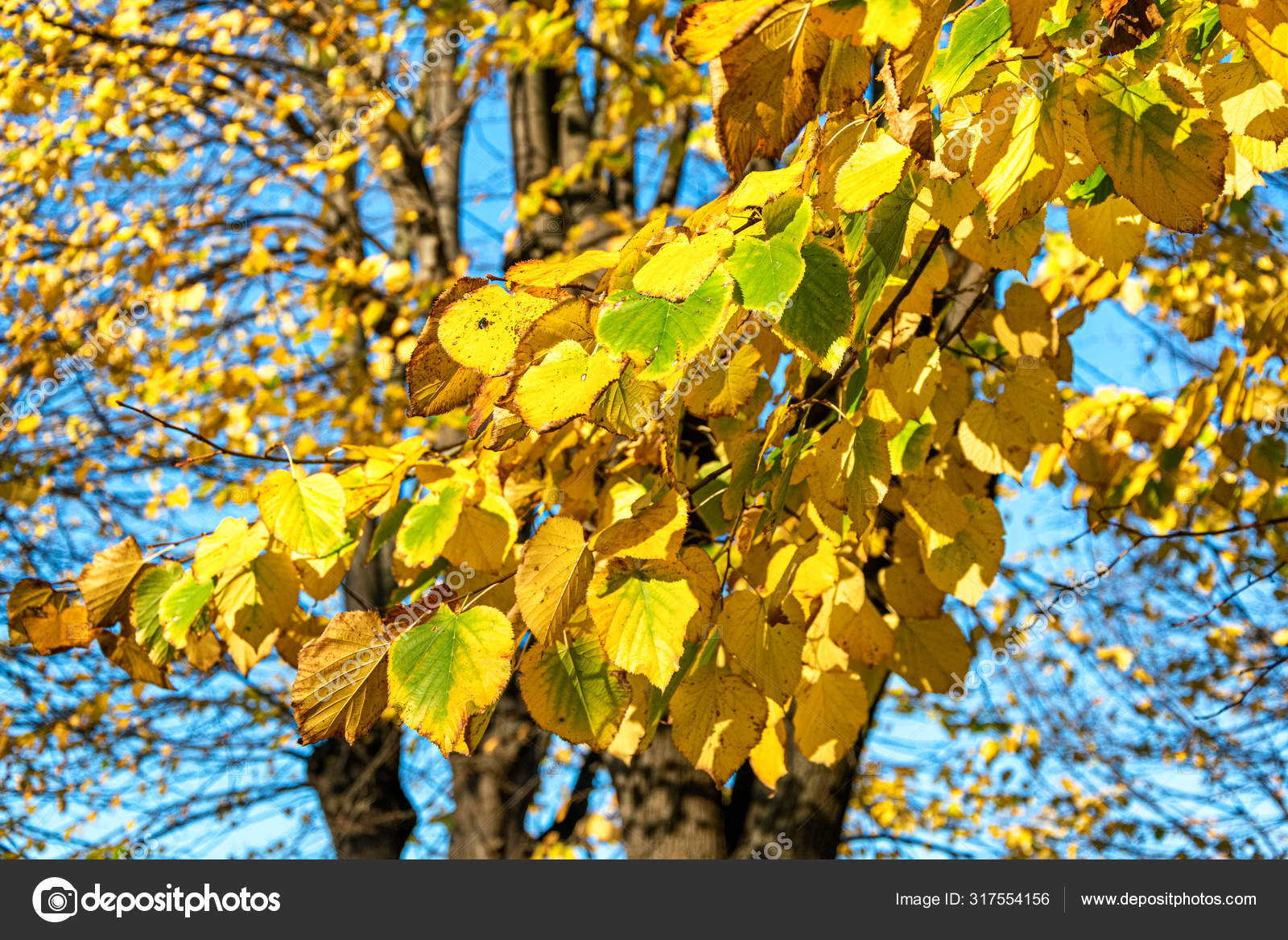 Colors of autumn model