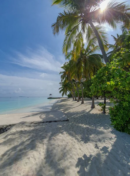 Typische vegetatie van de atollen op de Malediven — Stockfoto