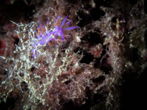 Flabellina, sualtı yaşamı — Stok fotoğraf