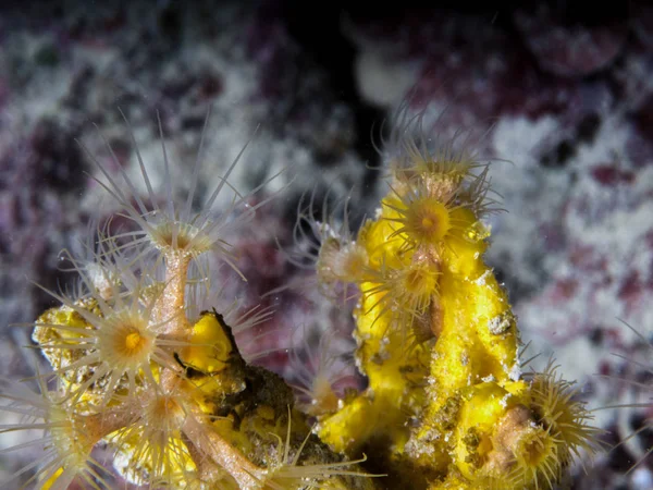 Parazoanthus axinellae anêmona amarela subaquática — Fotografia de Stock