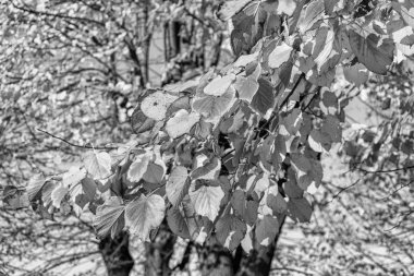 Yapraklar dökülüyor, sonbaharın renkleri dökülüyor